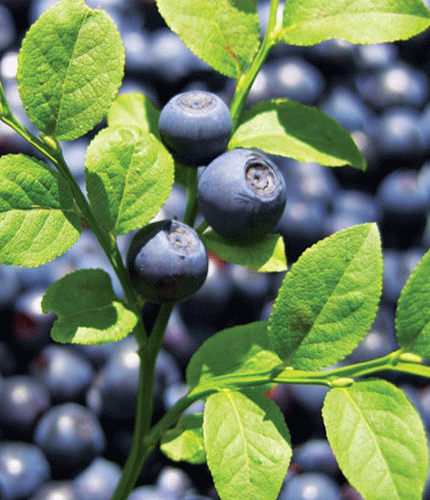 Vaccinium Myrtillus
 	25% Anthocyanosides (anthocians)