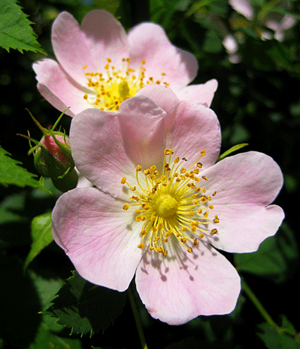 Rosa canina
 	8% Polyphenols