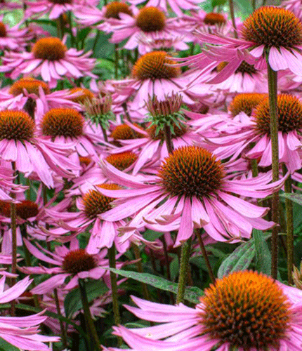 Equinacea purpurea
 	3% Chicoric acid; 2.4% Fructofuranosides