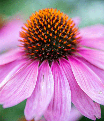 Equinacea purpurea
 	2% Chicoric acid; 1% Caftaric acid