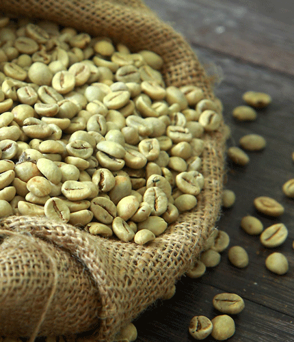 Coffea robusta
 	50% Chlorogenic acids; <2% Caffeine