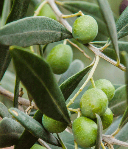 Olea europea
 	15% Hydroxytyrosol; 25% Polyphenols