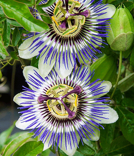 Pasiflora incarnata
 	4% Vitexin